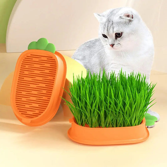 🥕🥕🥕"Happy Carrot" - Cultivas tu propio hierba para Kitty🌱