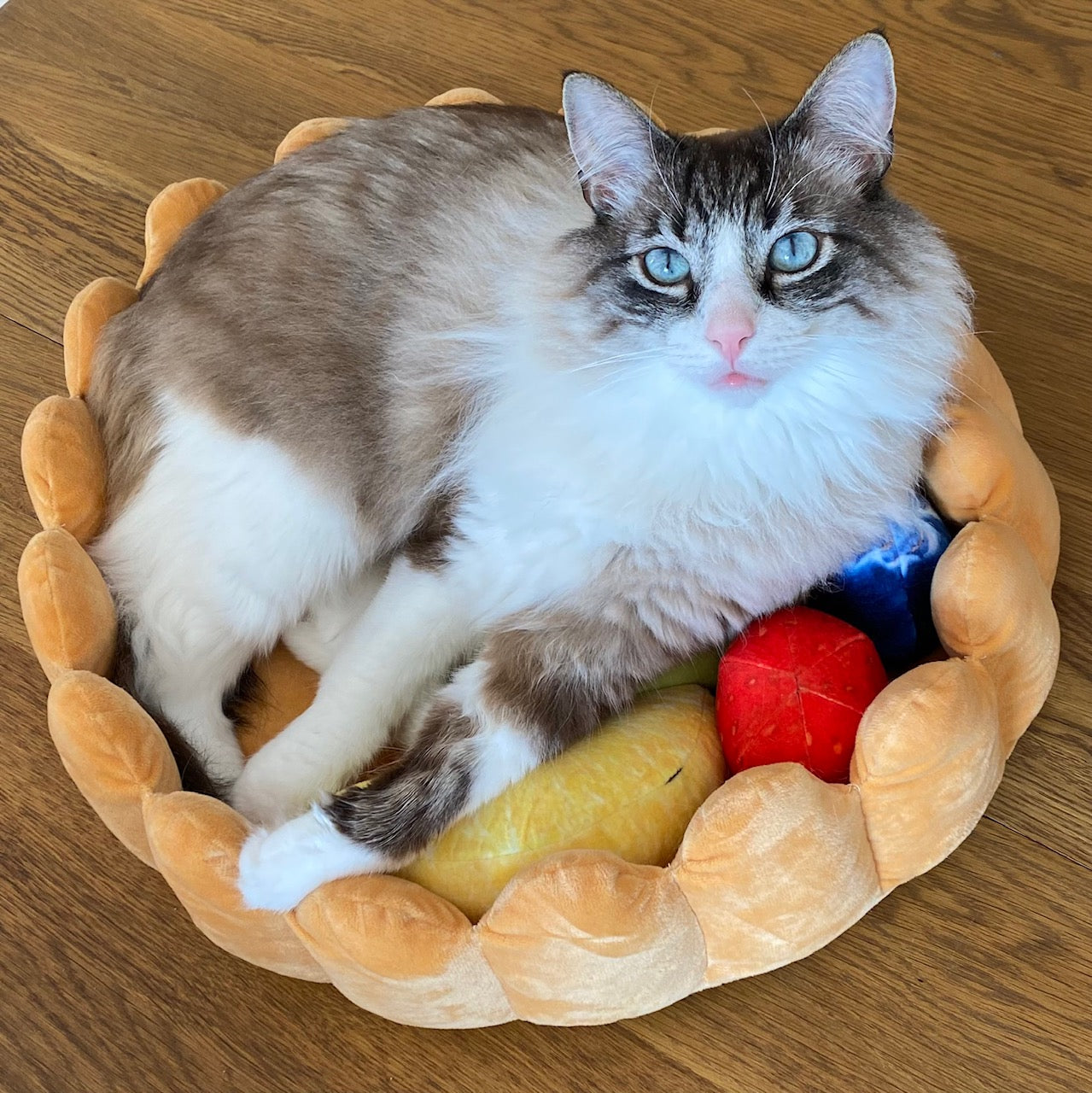 🥝🍓"Tarta de Frutas Deliciosa" - La cama para gatos y perros más divertida😹